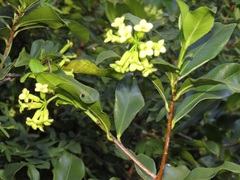 Peddiea africana