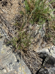 Pulsatilla tenuiloba