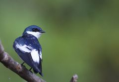 White-Winged Swallow photo 2