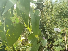 Ipomoea eriocarpa