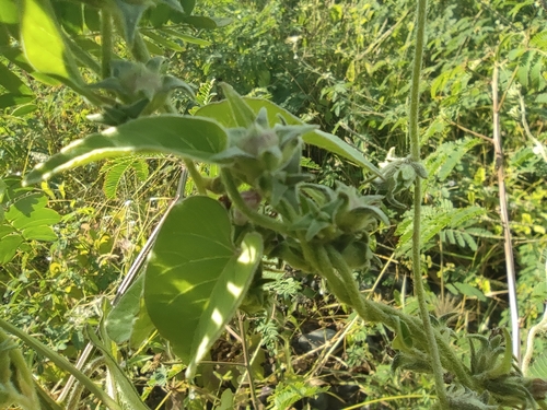 Image of Ipomoea eriocarpa by (c) Augustin Soulard, some rights reserved (CC BY)
