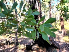 Persoonia elliptica