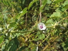 Ipomoea eriocarpa