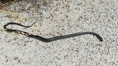 Hierophis viridiflavus viridiflavus