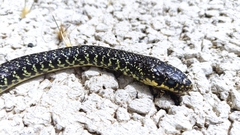 Hierophis viridiflavus viridiflavus