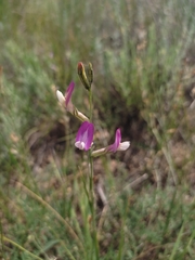 Astragalus macropus