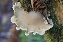 Conchomyces bursiformis