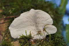 Conchomyces bursiformis