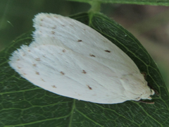 Scythropiodes approximans