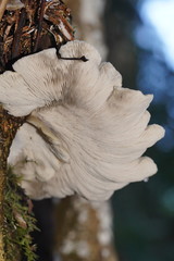 Conchomyces bursiformis