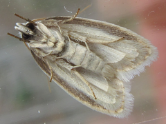 Scythropiodes approximans