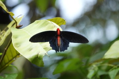 Atrophaneura semperi