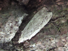 Tornodoxa paraleptopalta