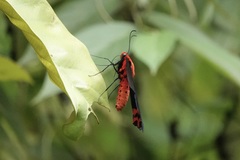 Atrophaneura semperi