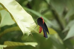 Atrophaneura semperi