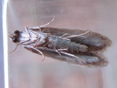 Tornodoxa paraleptopalta