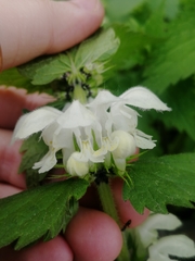 Lamium album