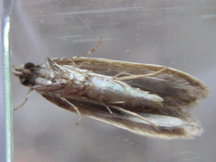 Tornodoxa paraleptopalta