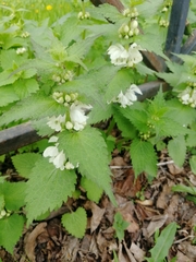 Lamium album