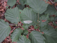 Corylus heterophylla