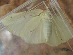 Parabapta clarissa