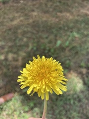 Taraxacum