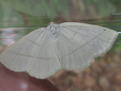 Parabapta clarissa