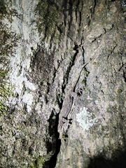 Gekko japonicus