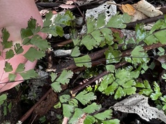 Adiantum atroviride