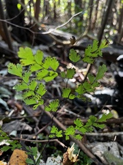 Adiantum atroviride