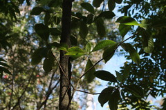 Psychotria mariniana