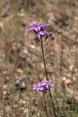 Hesperidanthus linearifolius