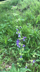 Salvia pratensis