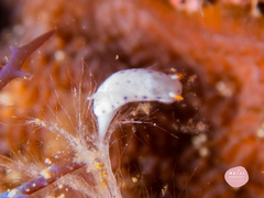 Hypselodoris lacuna