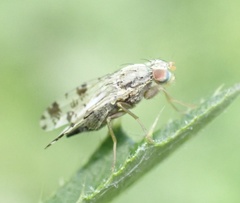 Tephritis hyoscyami