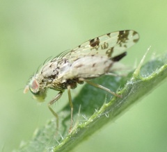 Tephritis hyoscyami