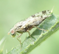 Tephritis hyoscyami