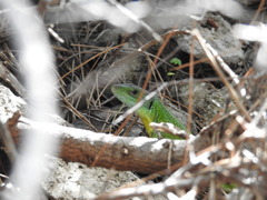 Lacerta trilineata polylepidota