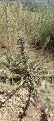 Echium glomeratum