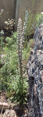 Echium glomeratum