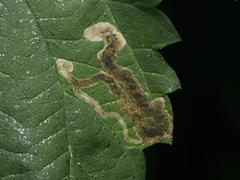 Agromyza flaviceps