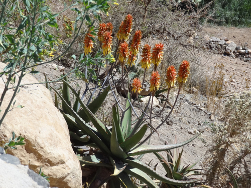 Aloe adigratana