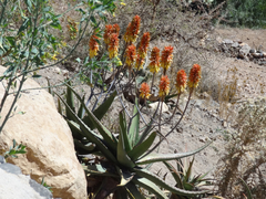 Aloe adigratana