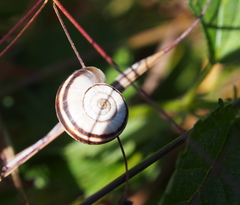 Xerolenta obvia
