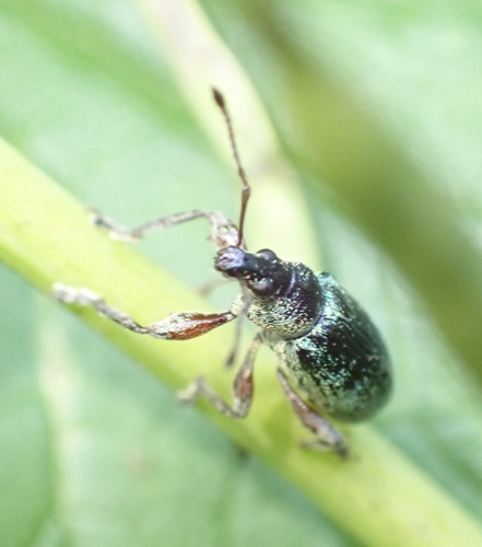 Knoppensnuittor, Lingebos, Vuren, Gelderland, NL, photo 4 of 10