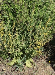 Verbascum gaillardotii