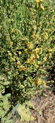 Verbascum gaillardotii