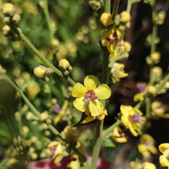 Verbascum gaillardotii
