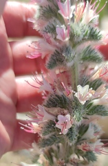 Echium glomeratum