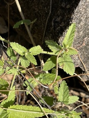Tragia dioica